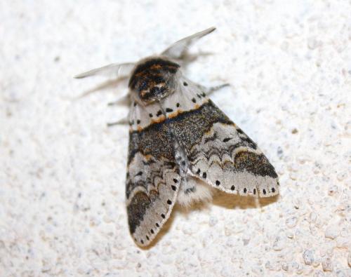 Furcula sp.